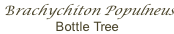 Brachychiton Populneus Bottle Tree