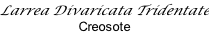 Larrea Divaricata Tridentate Creosote