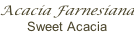 Acacia Farnesiana Sweet Acacia