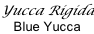 Yucca Rigida Blue Yucca