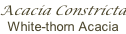 Acacia Constricta White-thorn Acacia