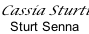 Cassia Sturti Sturt Senna