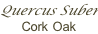 Quercus Suber Cork Oak