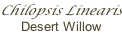 Chilopsis Linearis Desert Willow