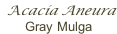 Acacia Aneura  Gray Mulga