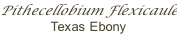 Pithecellobium Flexicaule Texas Ebony