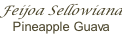 Feijoa Sellowiana Pineapple Guava