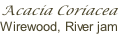 Acacia Coriacea Wirewood, River jam