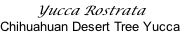 Yucca Rostrata Chihuahuan Desert Tree Yucca