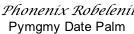Phonenix Robelenii Pymgmy Date Palm